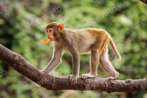 Preview: Macaques in nature. Macaques constitute a genus (Macaca) of gregarious monkeys.