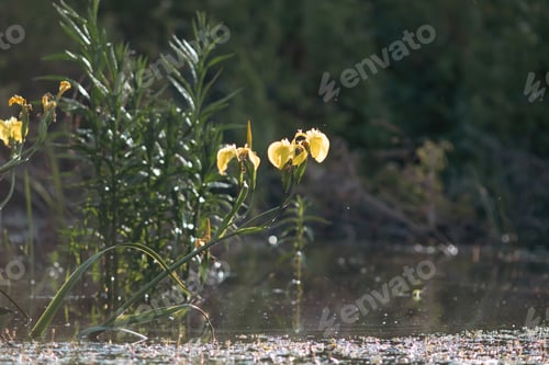 Preview: Danube Delta UNESCO Site in Romania