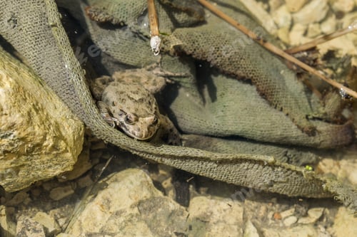 Preview: An adult Mediterranean Painted Frog, Discoglossus pictus, hiding in a piece of cloth in water pond.