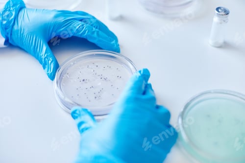 Preview: Microbiologist Hands in Blue Gloves Culturing Cells in Petri Dish in Laboratory