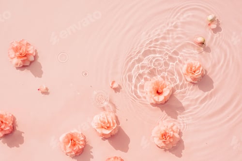 Preview: Summer background with pink roses in water with drops. Minimal natural abstract backdrop
