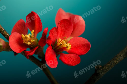 Preview: Flower on blue background