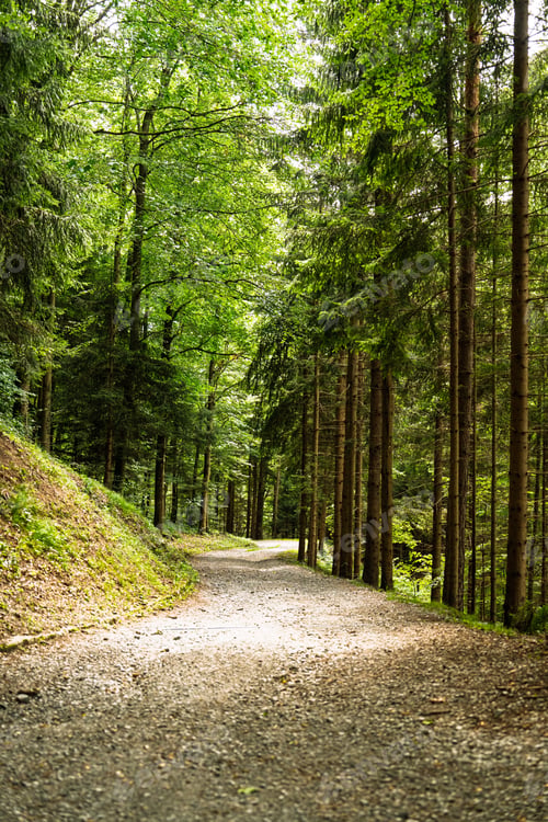 Preview: Sun-Dappled Forest Path A Scenic Trail Through Verdant Woodlands, Nature s Tranquility