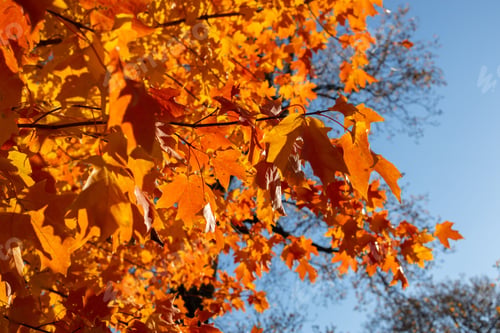 Preview: Closeup shot of the orange maples on the tree with the sunlight against the sky in autumn