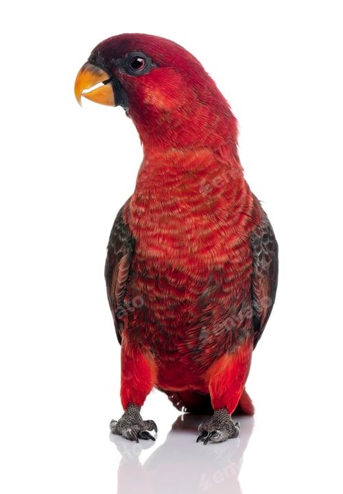 Preview: Cardinal Lory, Chalcopsitta cardinalis, standing in front of white background