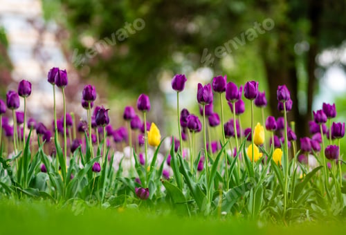 Preview: Tulips blossom in a green meadow