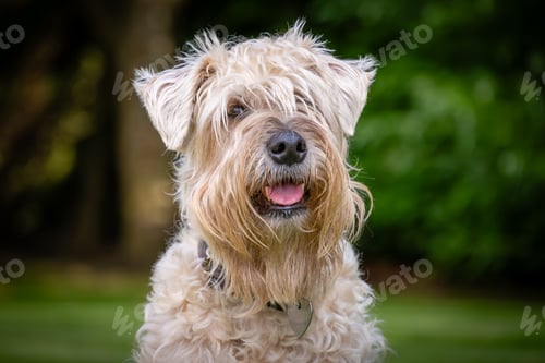 Visualização: soft coated wheaten terrier