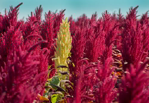 Preview: Red amaranth flower and one yellow in a field,close up