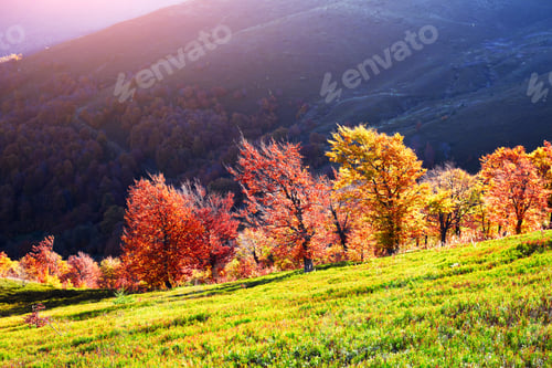 Preview: Evening sunlight glows over red and yellow beech trees