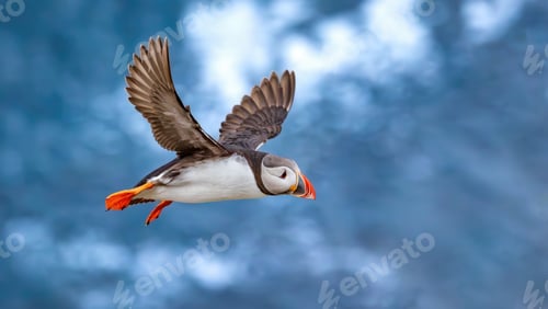Preview: Atlantic puffin (Fratercula arctica), on the rock on the island of Runde (Norway).