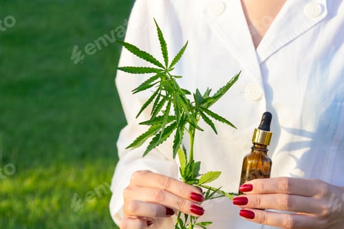 Preview: Woman hands in white coat and blue medical gloves holding green branch cannabis with five fingers le