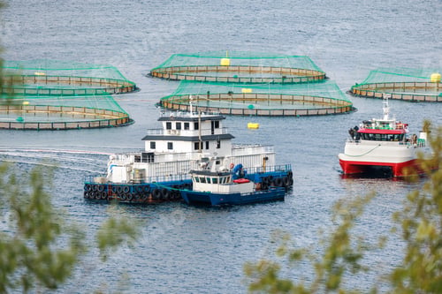 Preview: Farm salmon fishing in Norway