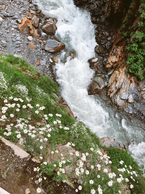 Preview: Wild mountains river with flowers in spring summer