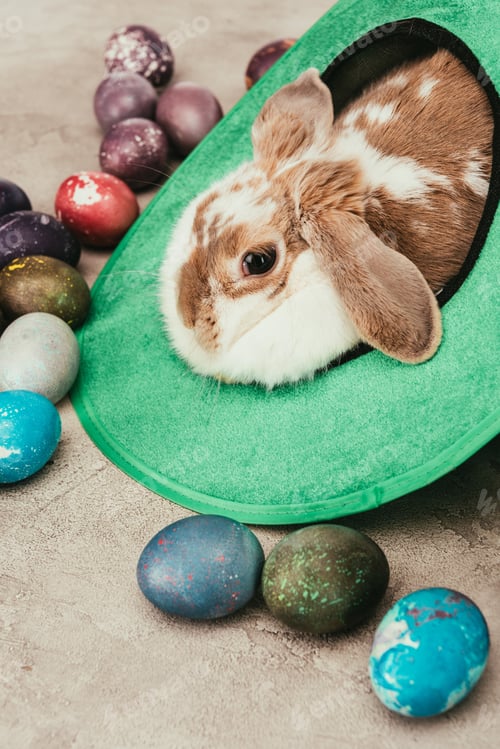Preview: domestic rabbit lying in green hat with easter eggs on surface
