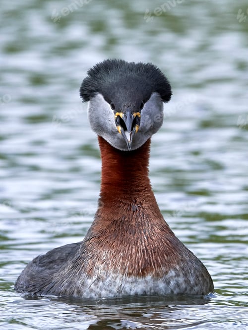 Preview: Red-necked grebe (Podiceps grisegena)