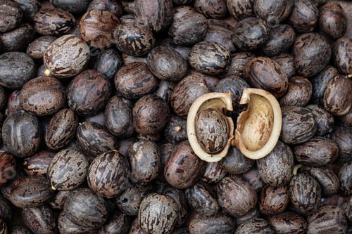 Preview: Para Rubber Tree Seeds (Hevea brasiliensis)
