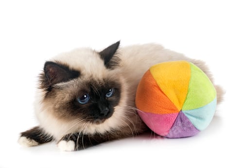 Preview: birman cat in studio