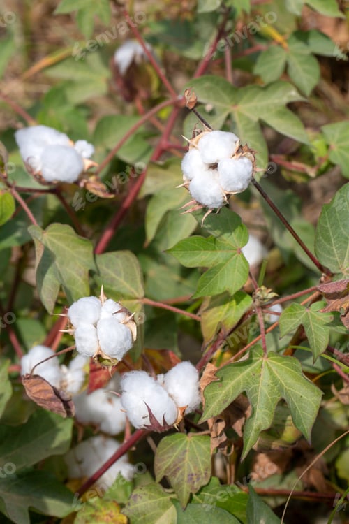 Preview: Cotton fields ready for harvesting, agriculture
