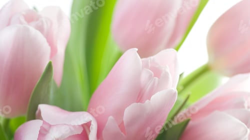 Preview: Tulips, petal, lovely, wallpaper, background