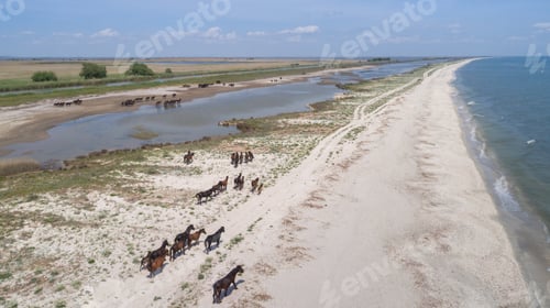 Wild horses in the Danube Delta