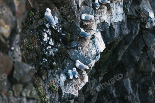 Preview: beautiful seagulls sitting on cliff in iceland