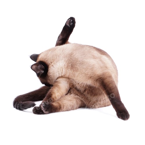 Preview: cat preening