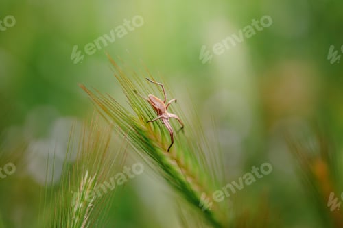 Preview: Cute small spider in its habitat. Insect detailed portrait with soft green background.