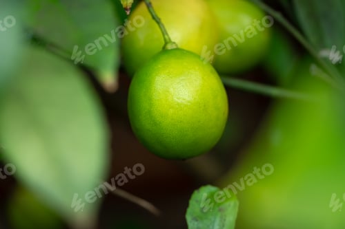 Preview: Fresh green lime hanging on tree in farm