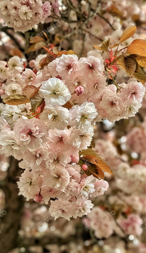 Preview: Abundant Pink Blossoms in Springtime