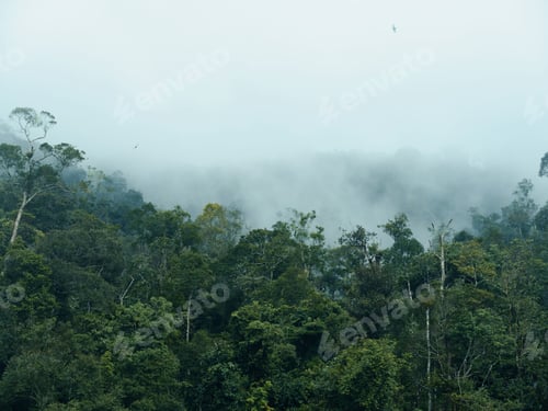 Preview: Misty Mountain View: A Beautiful Canopy of Lush Greenery in a Dense Tropical Rainforest, Thailand
