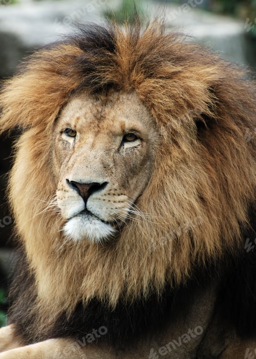 Preview: Lion
