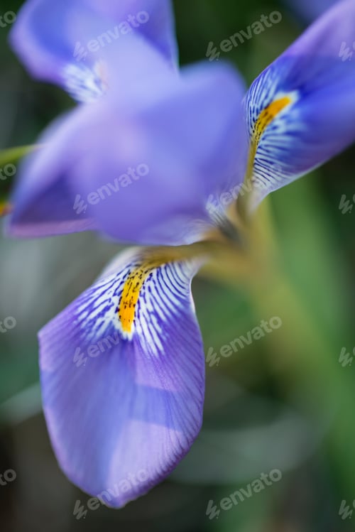 Preview: Spring flowers in full bloom