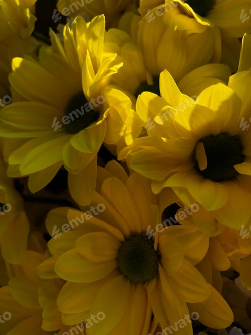 Preview: Yellow flowers