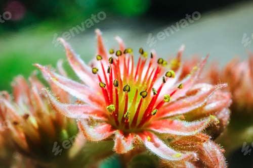 Preview: Sempervivum plant during flowering