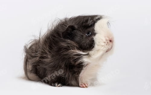 Preview: guinea pig