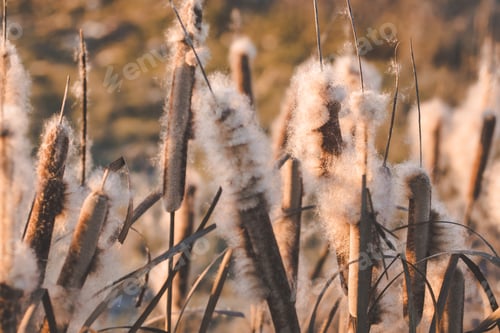 Preview: Reeds with fluffs at sunset