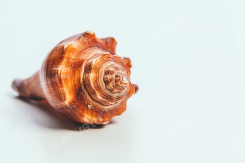 Preview: Sea shell on white background
