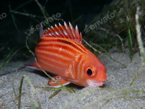 Preview: Red coat or soldier fish from Cyprus