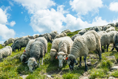 Preview: Herd of white wool sheep in the mountains.
