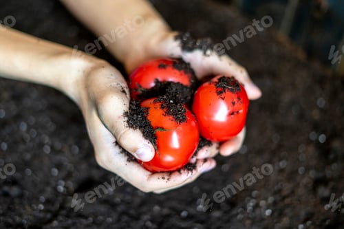 Preview: dirty farmer hands holding three home grown red tomato over the dark soil f