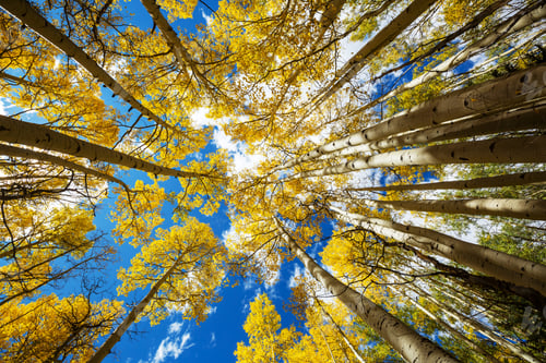 Preview: Autumn forest