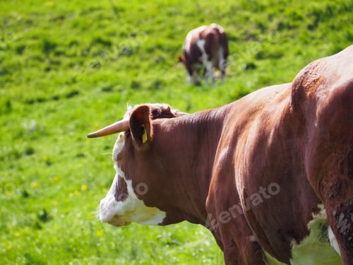 Preview: Close-up view of a brown cow with white spots standing in a green, sunny meadow