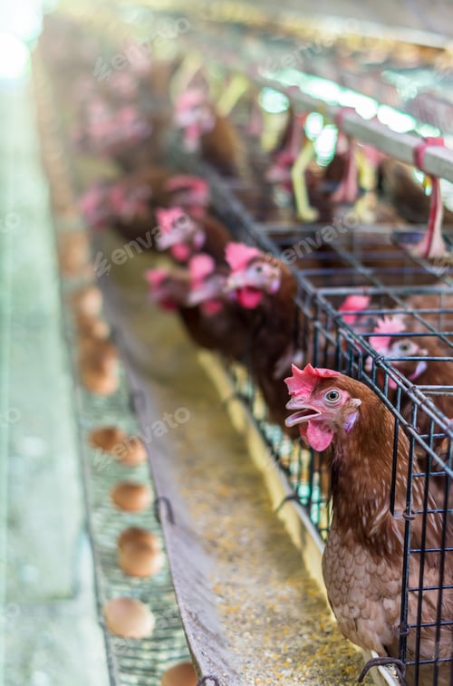 Preview: egg chicken farm