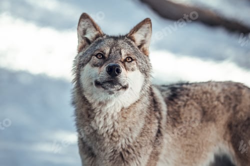 Preview: Wolf on hill near stones and snow