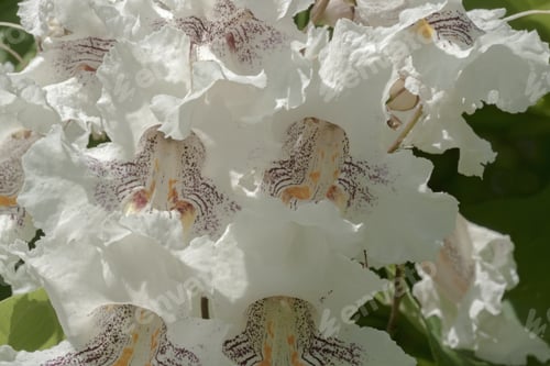 Preview: Northern Catalpa Flowers (Catalpa Speciosa). Called Hardy Catalpa, Western Catalpa, Cigar Tree And