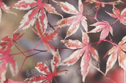 Preview: Autumn leaves fall red maple beauty in nature background