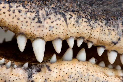 Preview: American Alligator (30 years) - Alligator mississippiensis
