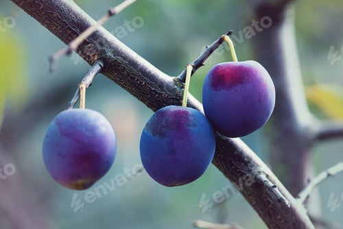 Preview: Ripe plums on plum tree branch in the autumn garden