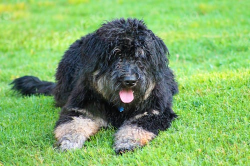 Preview: Dog Laying in Grassy Field on Sunny Day