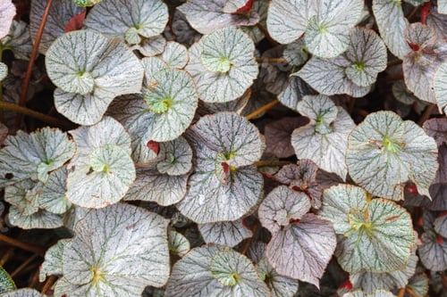 Preview: Closeup image of Begonia leaves in the garden